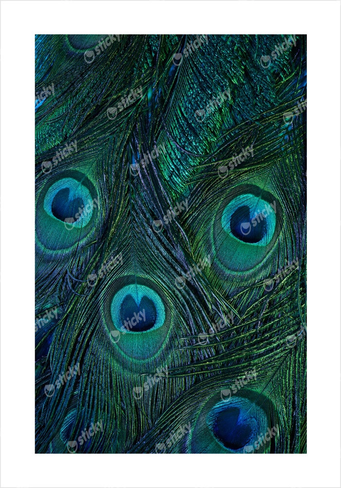 Πόστερ PEACOCK FEATHERS