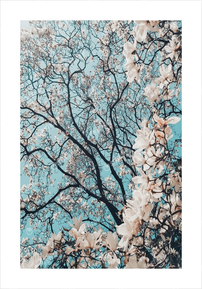 Πόστερ CHERRY BLOSSOM