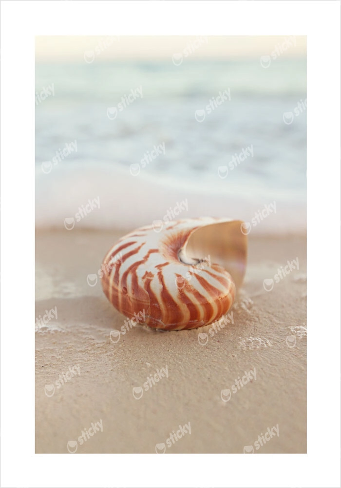 Πόστερ SEA SHELL ON SAND