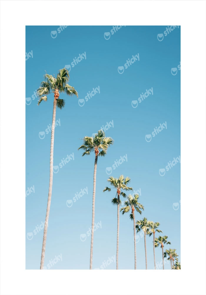 Πόστερ PALM TREES IN BLUE SKY