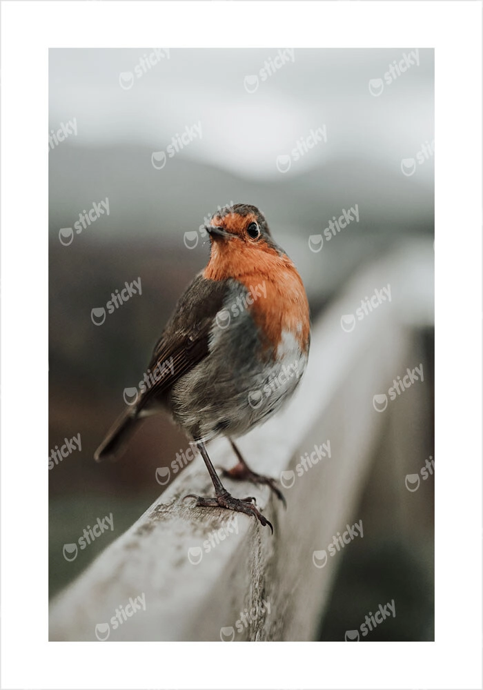 Πόστερ TAME ROBIN