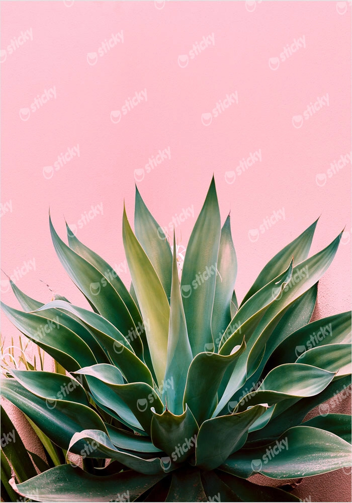 Πόστερ ALOE ON PINK BG