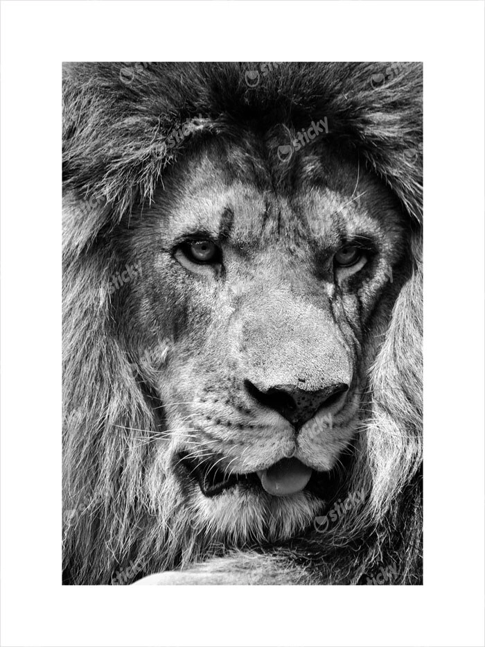 Πόστερ LION CLOSE UP BW