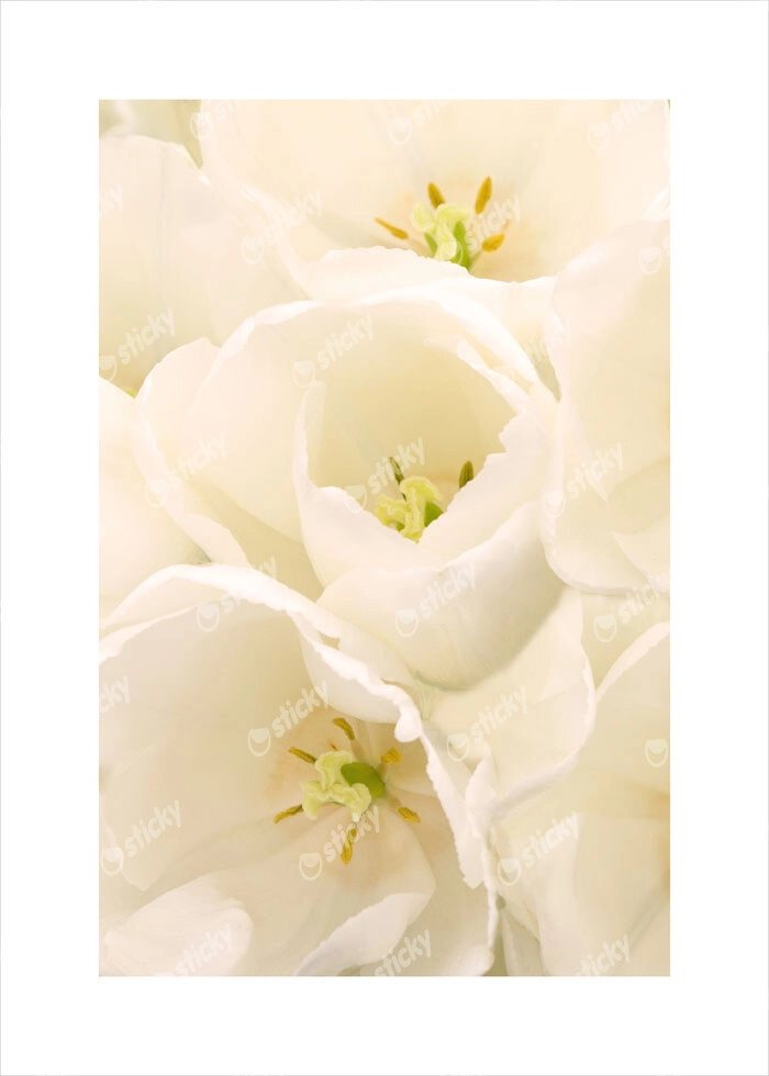 Πόστερ WHITE TULIP FLOWERS