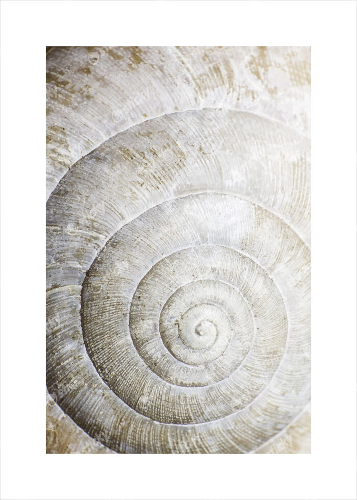 Πόστερ SHELL MACRO