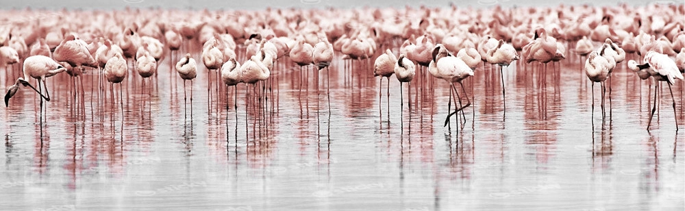 Πίνακας Πανοραμικός FLAMINGOS