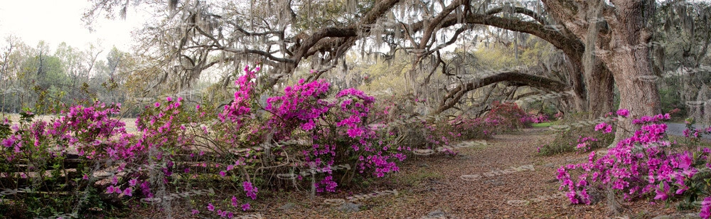 Πίνακας Πανοραμικός AZALEA
