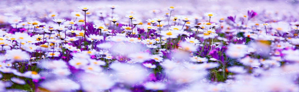 Πίνακας Πανοραμικός CHAMOMILE