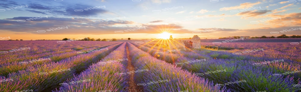 Πίνακας Πανοραμικός σε καμβά LAVENDER FIELD IN VALENSOLE