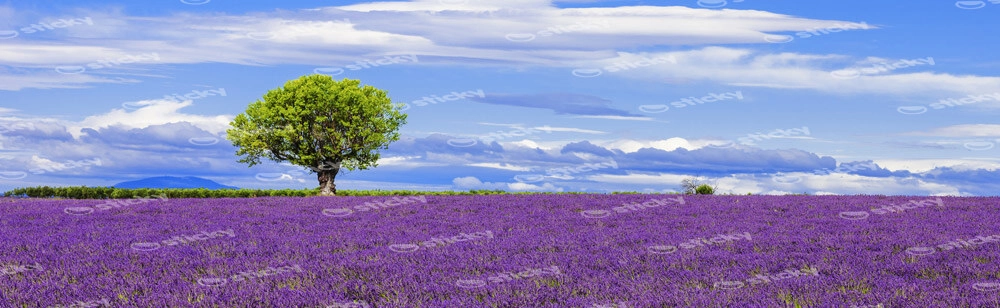 Πίνακας Πανοραμικός LAVENDER FIELD