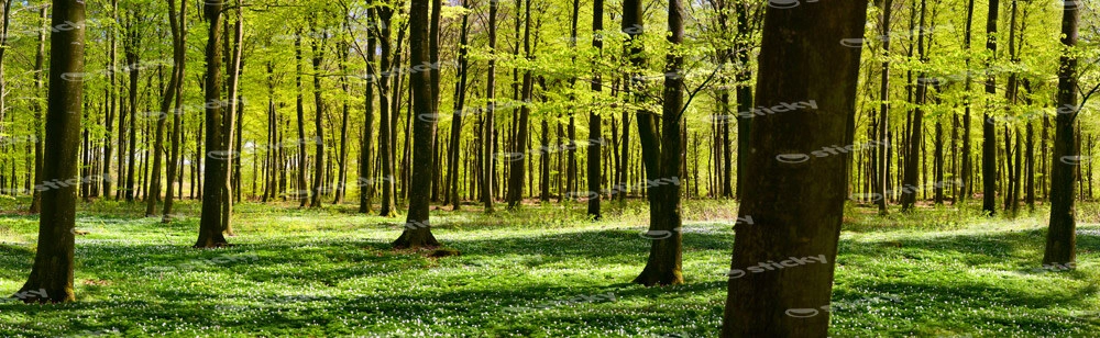 Πίνακας σε καμβά Πανοραμικός FOREST