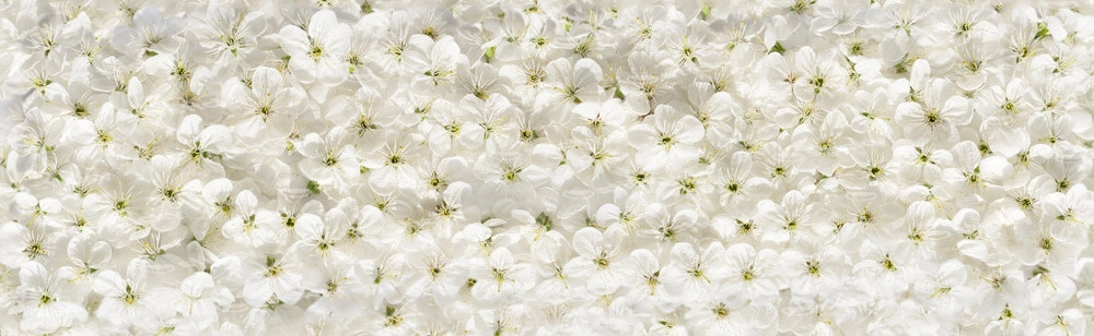 Πίνακας Πανοραμικός σε καμβά WHITE CHERRY FLOWERS