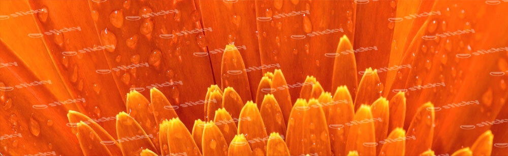Πίνακας Πανοραμικός ORANGE DAISY