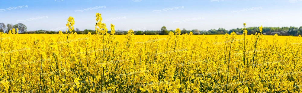 Πίνακας Πανοραμικός σε καμβά RAPESEED FLOWERS IN SPRINGTIME