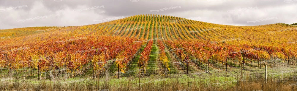 Πίνακας Πανοραμικός σε καμβά VINEYARD IN AUTUMN
