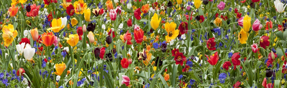 Πίνακας Πανοραμικός σε καμβά TULIP FIESTA
