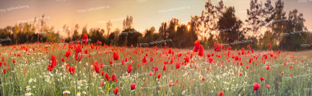 Πίνακας Πανοραμικός σε καμβά RED POPPY FIELD
