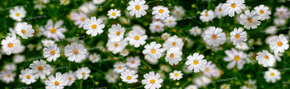 Πίνακας Πανοραμικός WHITE FLOWERS