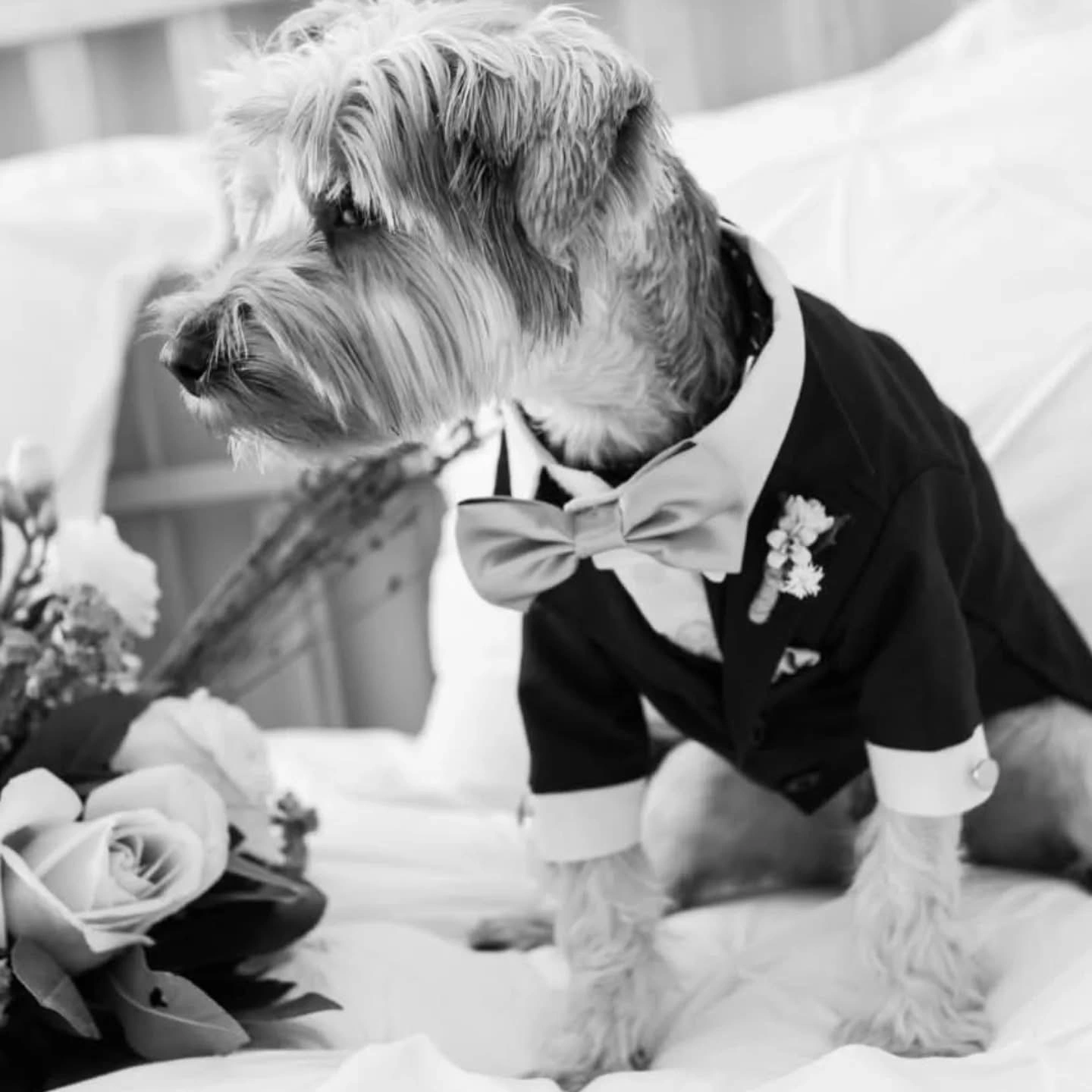 Σκυλάκι ντυμένο με κοστούμι σε γαμήλια φωτογράφιση από την Wedding Stars