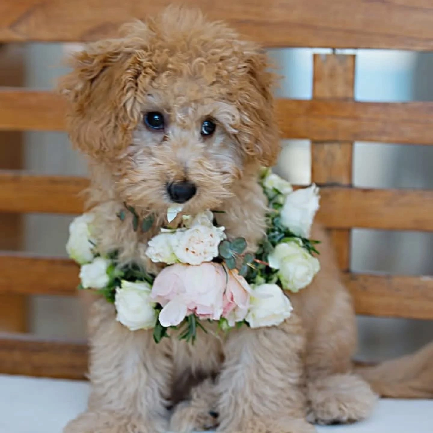 Χαριτωμένο κουτάβι με λουλούδια σε γαμήλια φωτογράφιση από την Wedding Stars